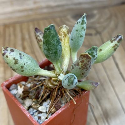 SH25158 Adromischus festivus