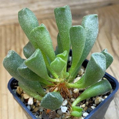 SH27098 SH24640 Adromischus cristatus v. schonlandii