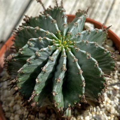 SH39176 Euphorbia horrida 'Alba' hybrid