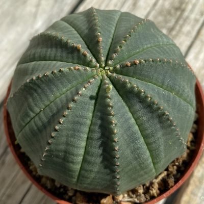 SH39177 Euphorbia obesa
