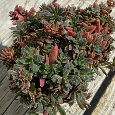 SH39178 Crassula exilis v. cooperi hybrid