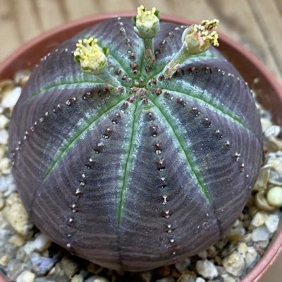 SET282 Euphorbia obesa ♀️♂️ , 2 plants