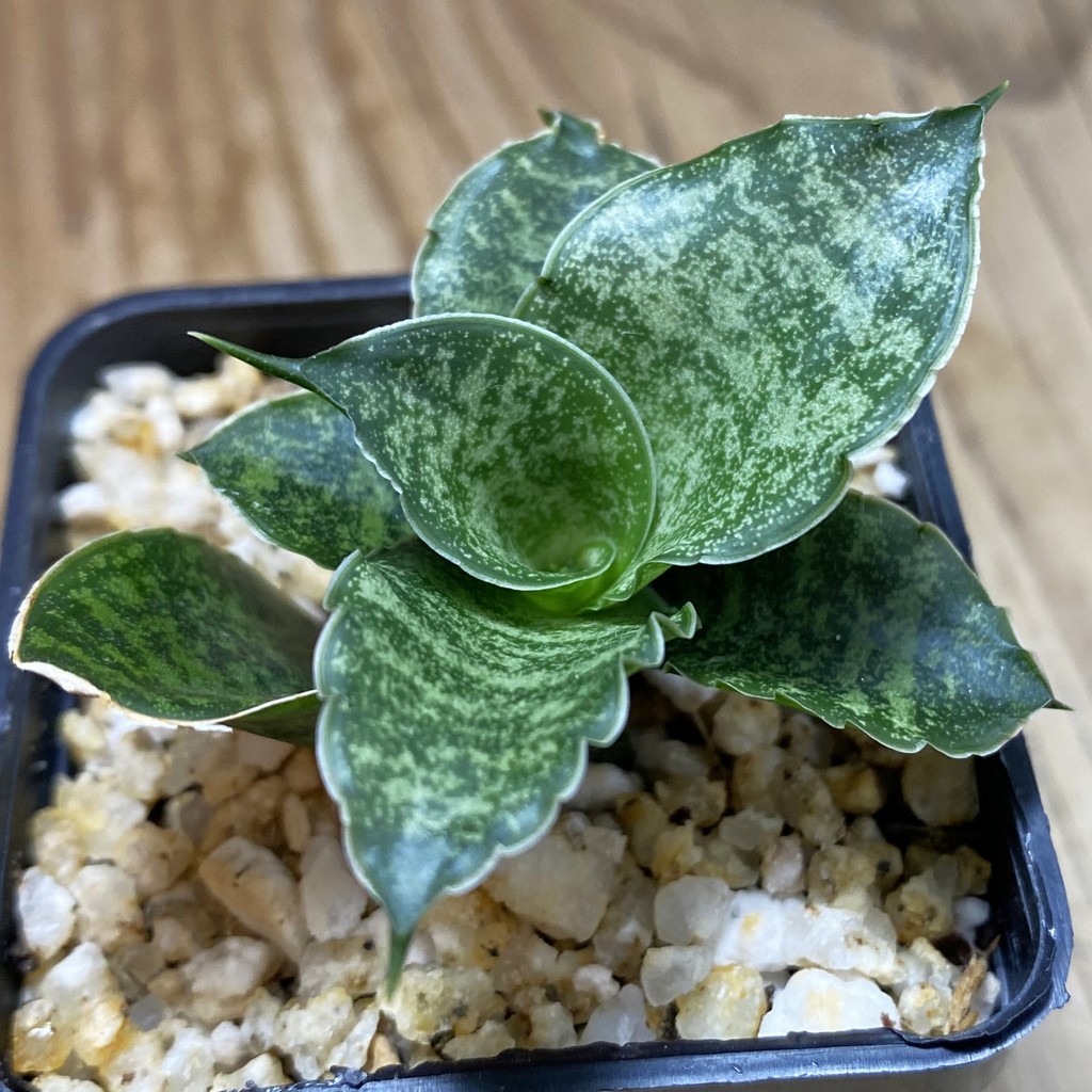 SH39092 Sansevieria ‘Mahanakorn‘