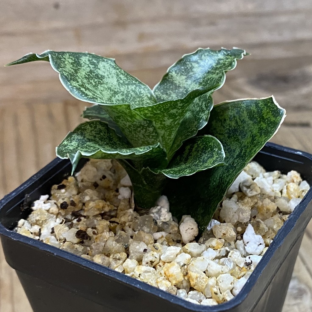 SH39092 Sansevieria ‘Mahanakorn‘ - Image 2