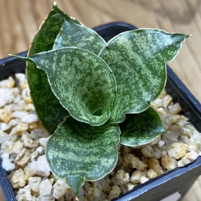 SH39093 Sansevieria ‘Mahanakorn‘
