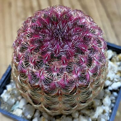 SH39147 Echinocereus rigidissimus v. rubispinus