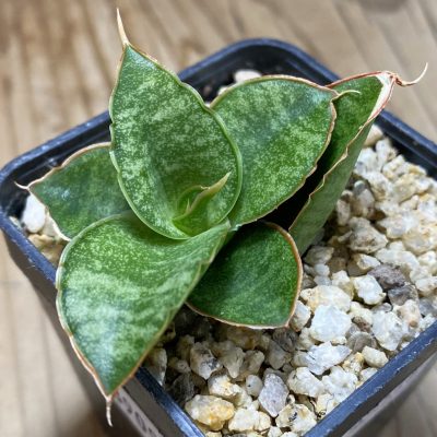 SH39094 Sansevieria ‘Snow Lotus’