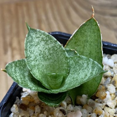 SH39095 Sansevieria 'Pagoda'