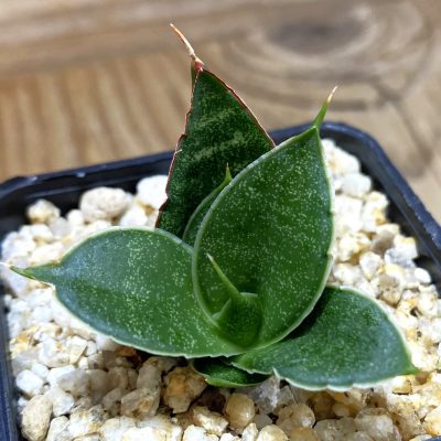 SH39096 Sansevieria ‘Dragon Scale’