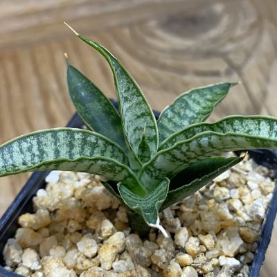 SH39097 Sansevieria ‘Sweet Celery’ hybrid