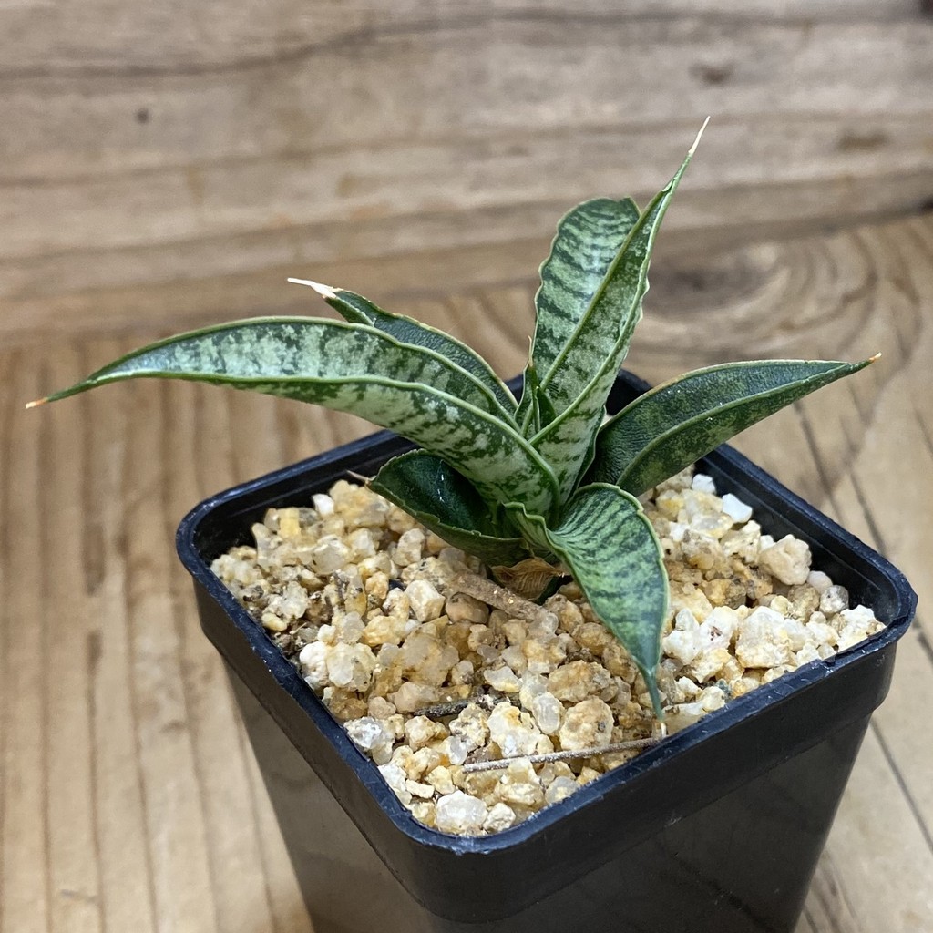SH39097 Sansevieria ‘Sweet Celery’ hybrid - Image 2