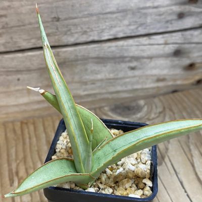 SH39098 Sansevieria hybrid ‘Chanin’ hybrid