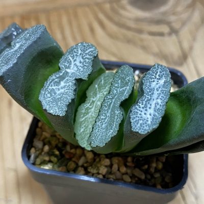 SH39099 Haworthia truncata