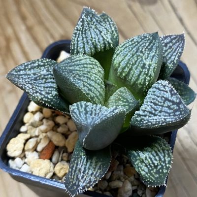 SH39100 Haworthia splendens hybrid
