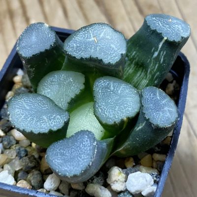 SH39101 Haworthia maughanii ex variegata