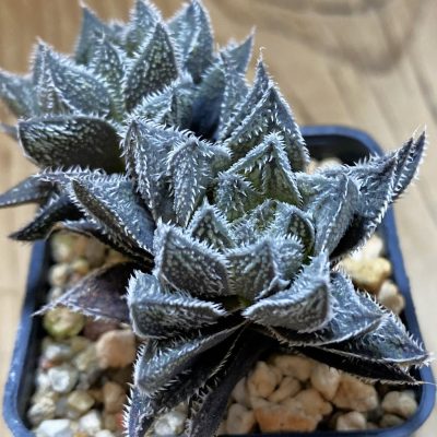 SH39102 Haworthia ‘Bunraku’ HKX-3, ex Cactus Nishi