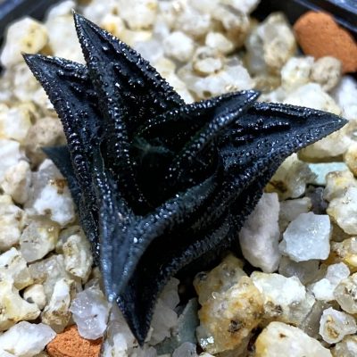 SH39103 Haworthia nigra