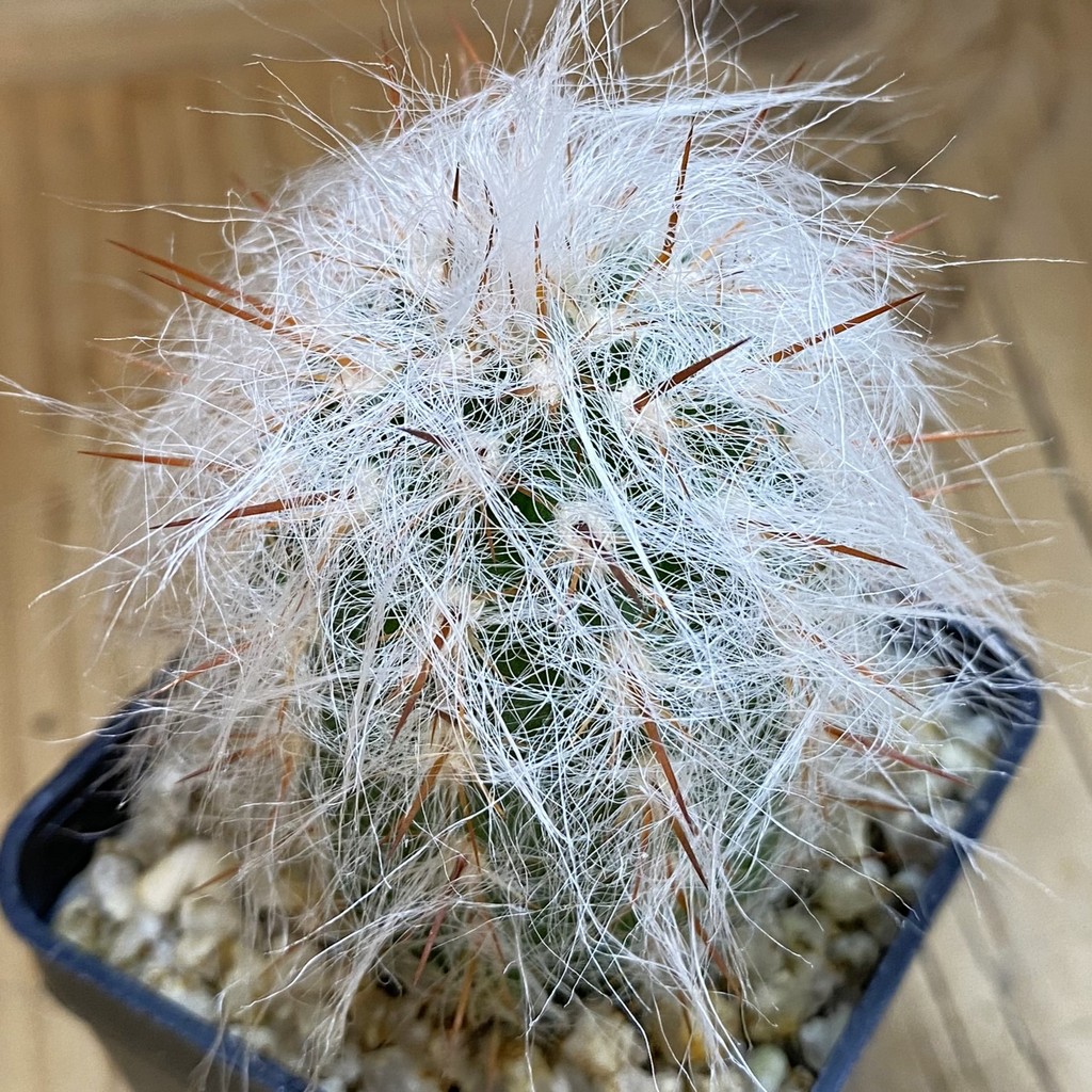 SH39148 Oreocereus trollii