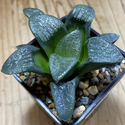 SH39104 Haworthia bayeri hybrid