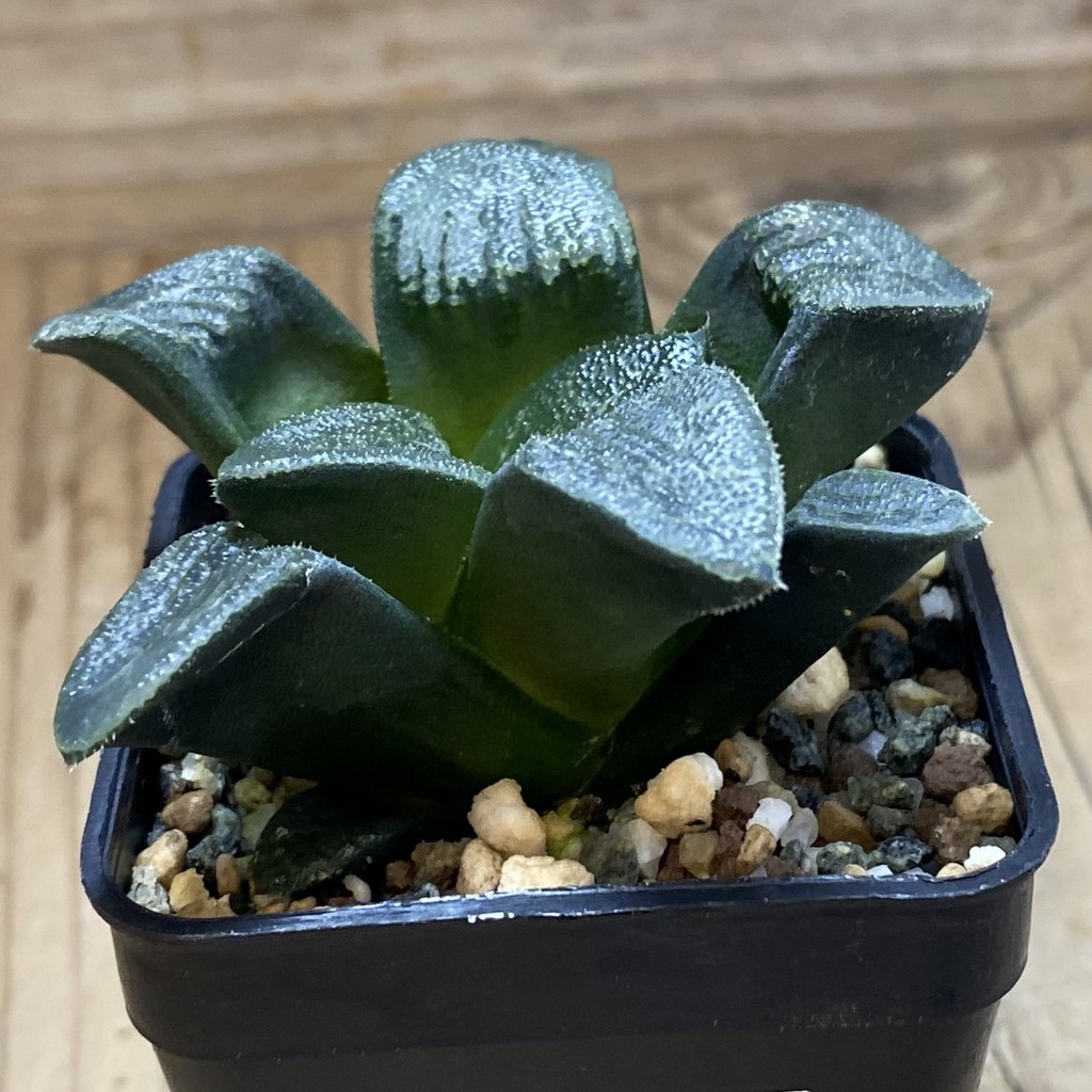 SH39104 Haworthia bayeri hybrid - Image 2
