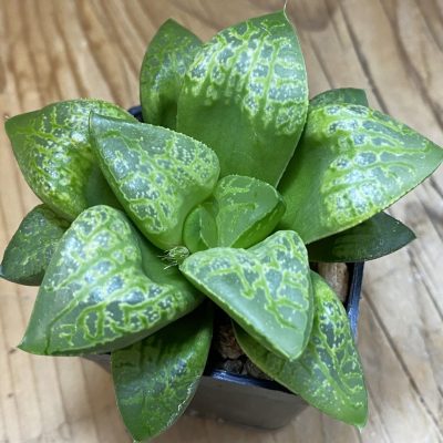 SH39105 Haworthia 'Kamen Butokai'