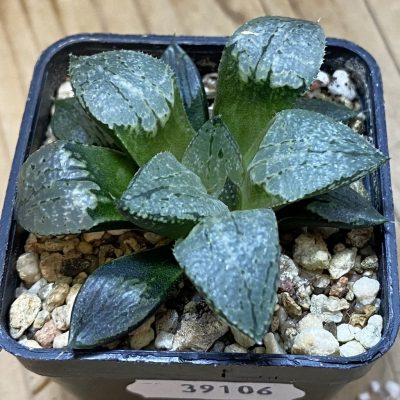 SH39106 Haworthia comptoniana x bayeri