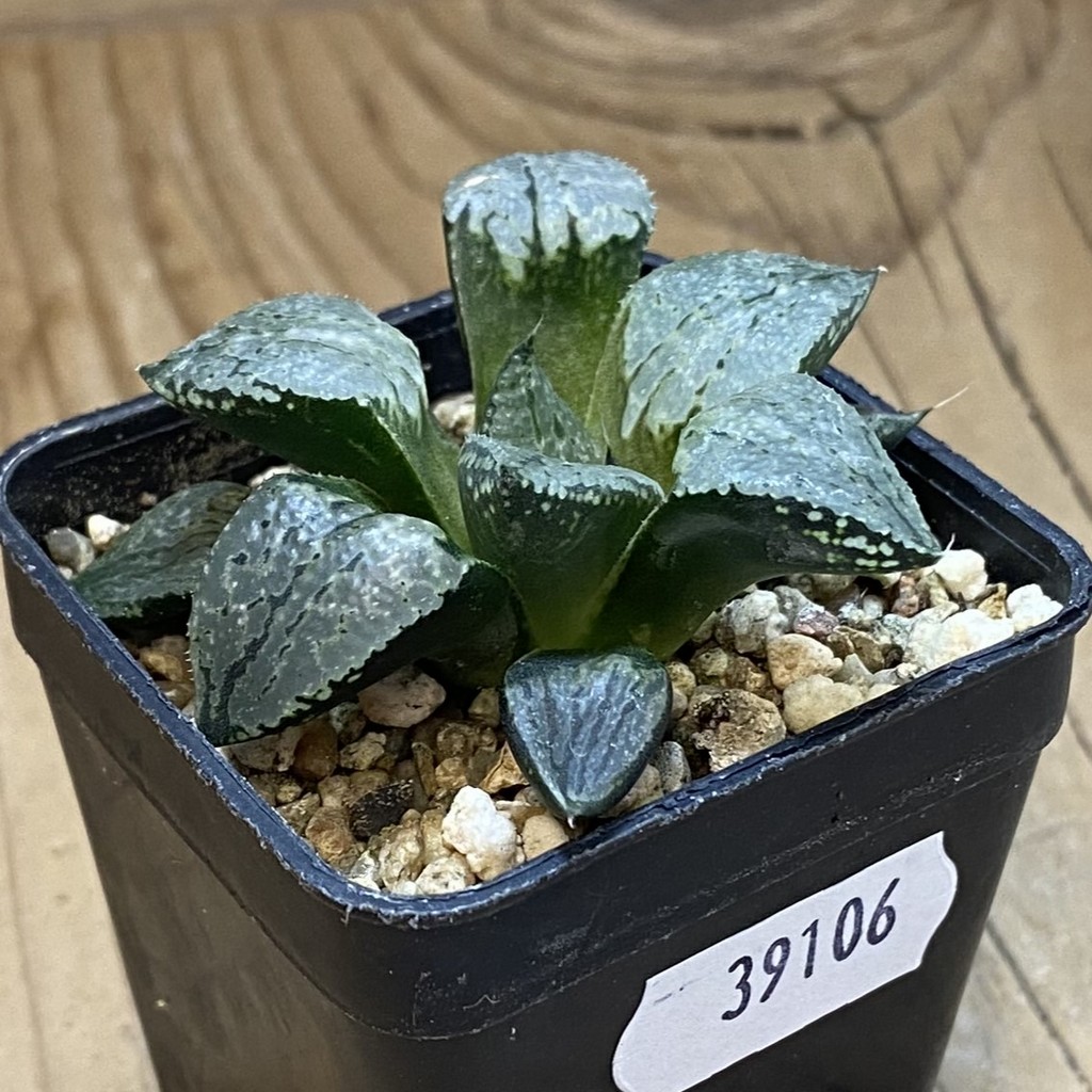 SH39106 Haworthia comptoniana x bayeri - Image 2