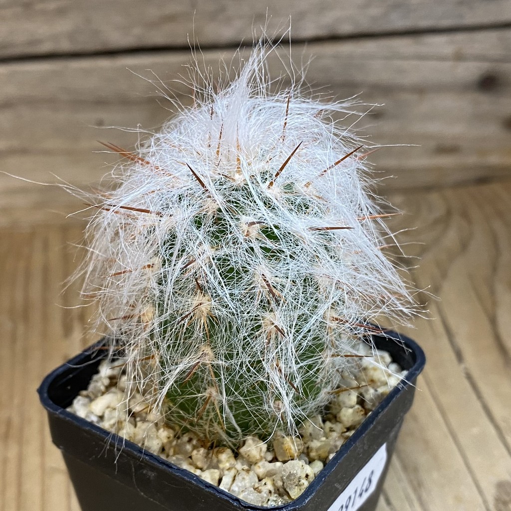 SH39148 Oreocereus trollii - Image 2