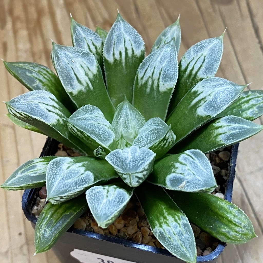 SH39107 Haworthia 'Love Heart'