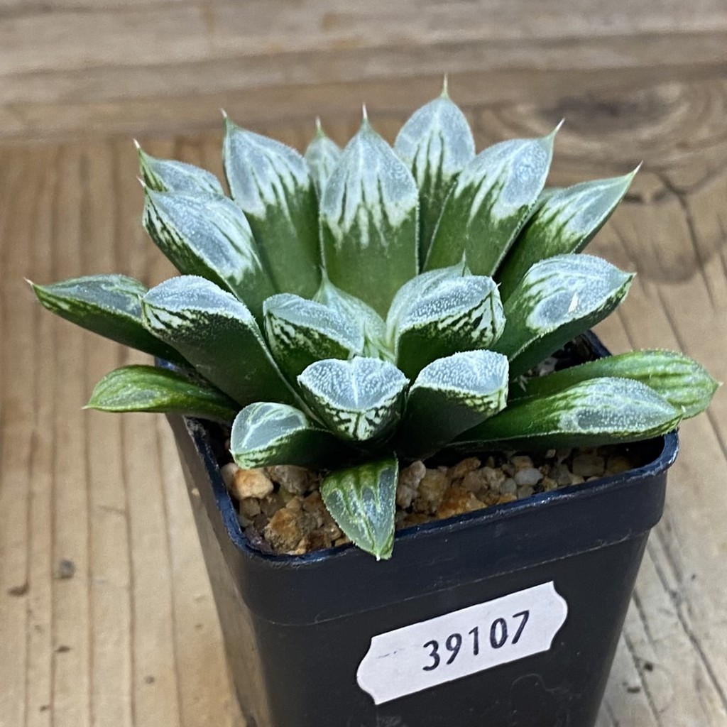 SH39107 Haworthia 'Love Heart' - Image 2