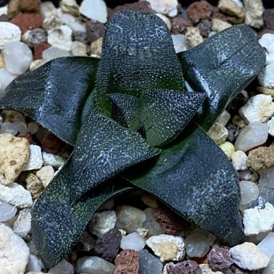 SH39108 Haworthia marxii