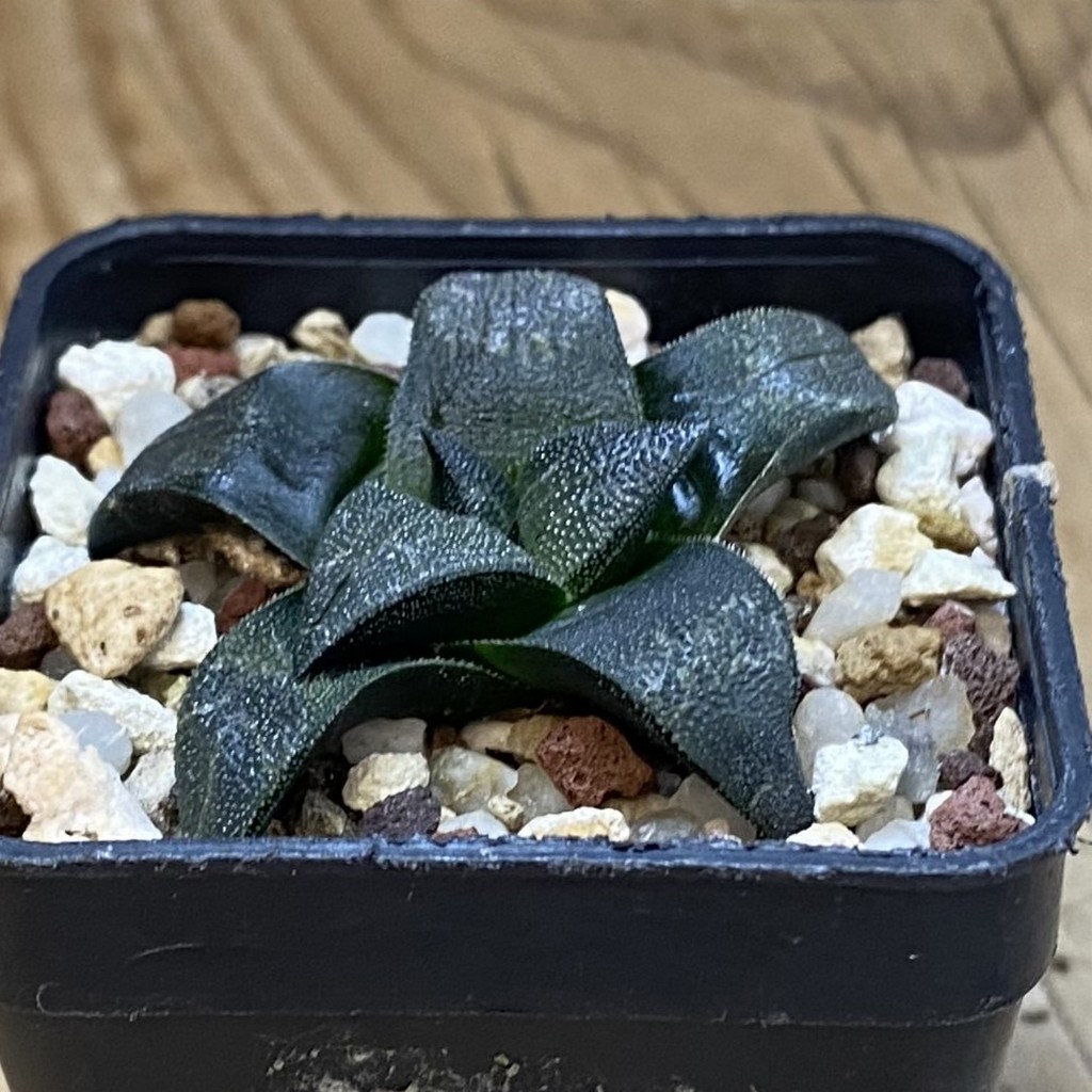SH39108 Haworthia marxii - Image 2