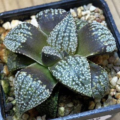 SH39109 Haworthia picta -Japan-