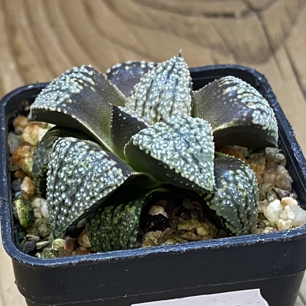 SH39109 Haworthia picta -Japan- - Image 2