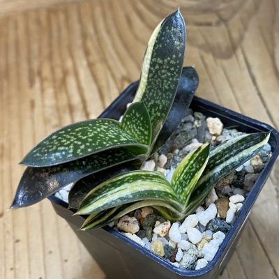 SH39110 Gasteria maculata f. variegata