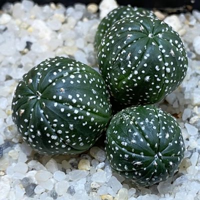 SH39111 Astrophytum asterias hybrid