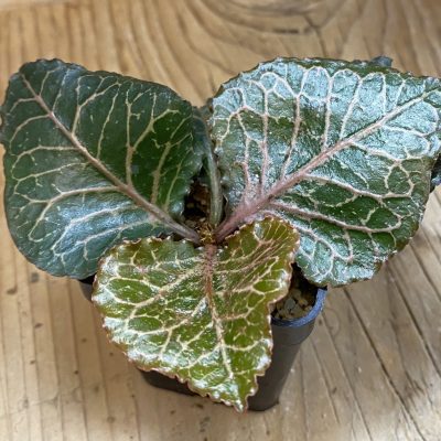 SH39112 Euphorbia francoisii hybrid