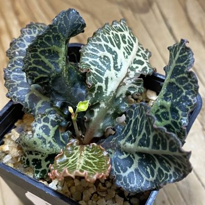 SH39113 Euphorbia francoisii hybrid