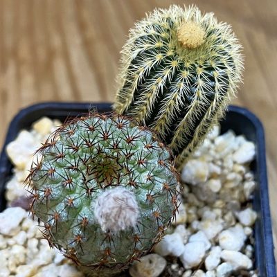 SH39149 Frailea mix