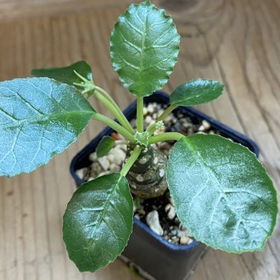 SH39114 Dorstenia foetida