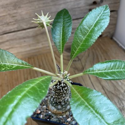 SH39115 Dorstenia foetida