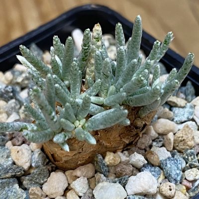 SH39116 Avonia alstonii