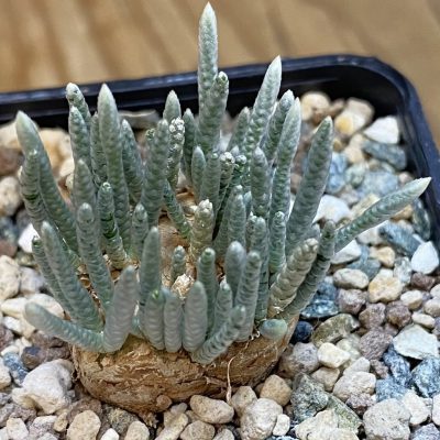 SH39117 Avonia alstonii