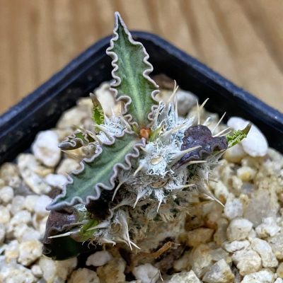 SH39118 Euphorbia tulearensis hybrid