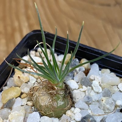 SH39119 Ornithogalum sardienii