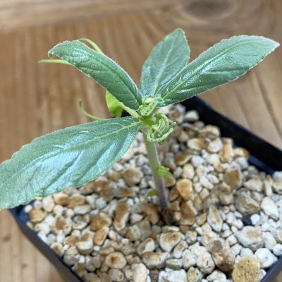 SH39120 Dorstenia psilurus ES22577 -Kipili, Tanzania-