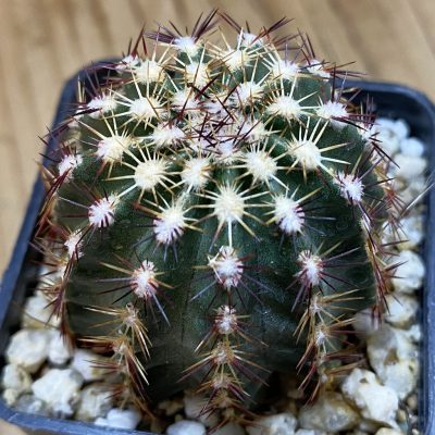 SH39144 Echinocereus viridiflorus