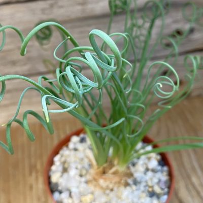 SH39121 Albuca spiralis