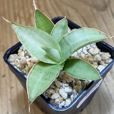 SH39122 Sansevieria hybrid ‘Chanin’ hybrid