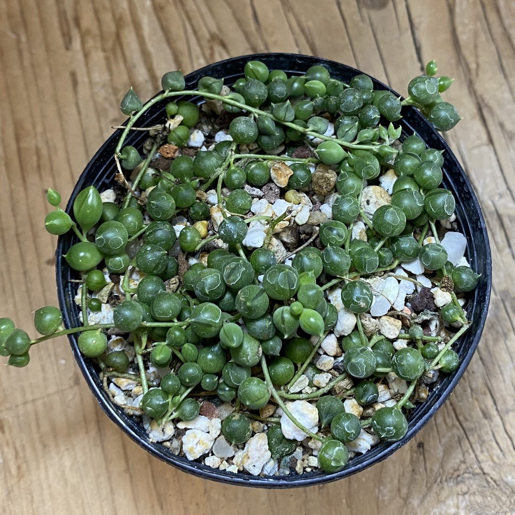 SH39123 Senecio rowleyanus - Зображення 2